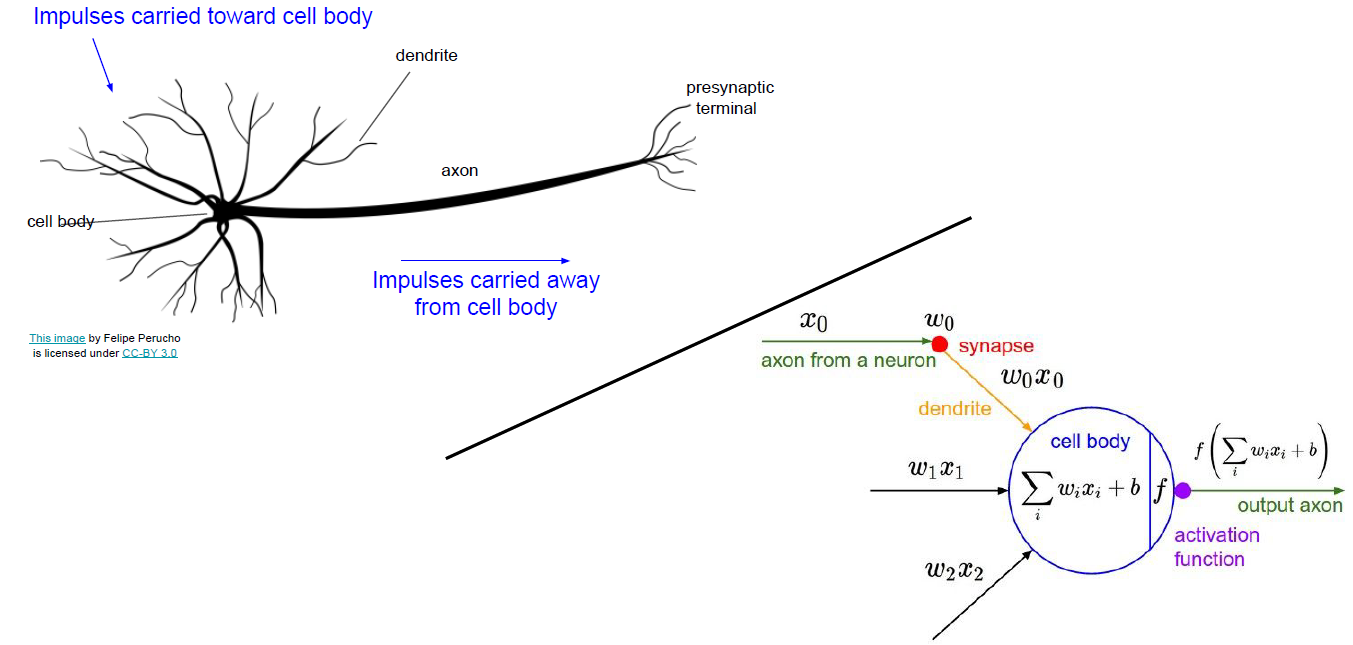 Neurons